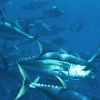 Photo of yellowfin tuna (Thunnus albacares) courtesy of Bill Boyce. 
